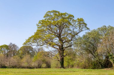 Güneşli bir bahar gününde Wight Adası kırsalında bir ağaç.