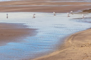 Kumsalda sığ sularda martılar