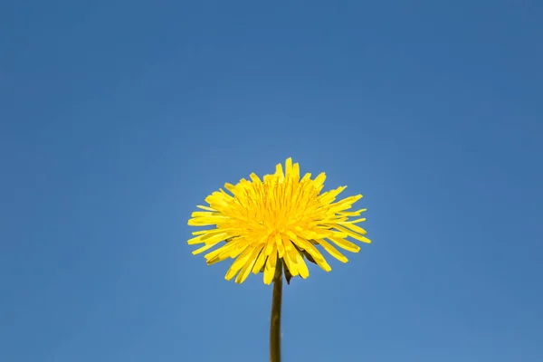 一朵鲜亮的黄色蒲公英在晴朗的蓝天下绽放 — 图库照片