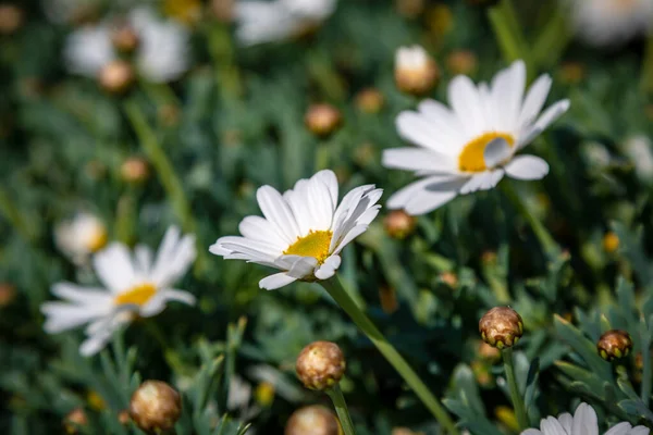 Uma Fotografia Moldura Completa Flores Margarida Com Uma Profundidade Campo — Fotografia de Stock