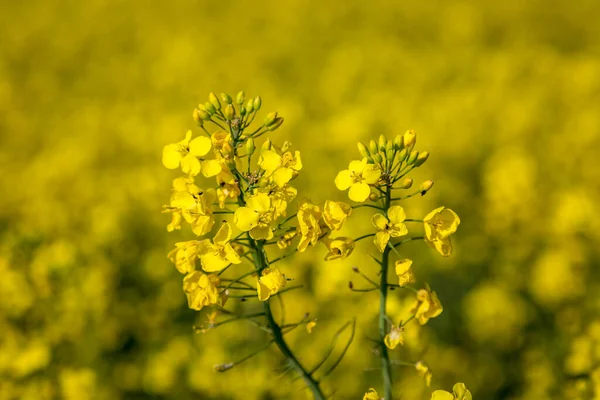春天里一朵黄色的菜籽 油菜花的特写 — 图库照片