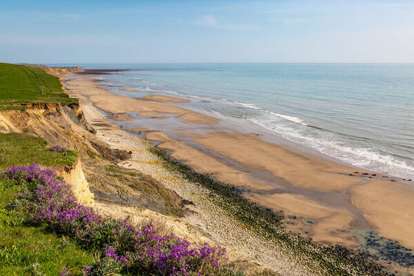 Pretty spring wild flowers on the cliff edge above Compton Bay, on the Isle of WIght