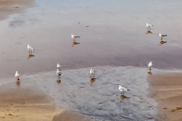 Чайки Мілководді Піщаному Пляжі — стокове фото
