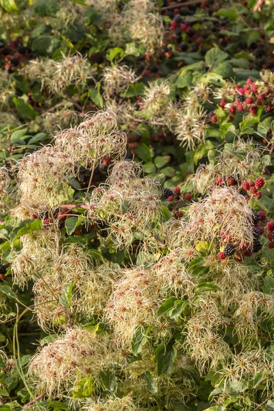 Old Man\'s Beard and blackberry bushes in the countryside