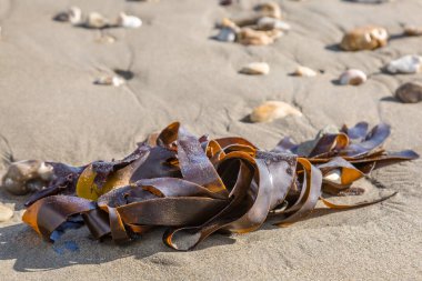 Kumlu bir sahilde Esmer Yosun