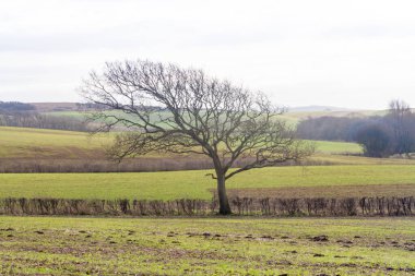 Kış manzarası, Wight Adası