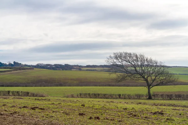 Isle Wight Countryside — Stockfoto