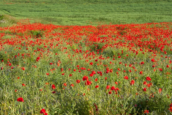 Campo Amapola Verano — Foto de Stock