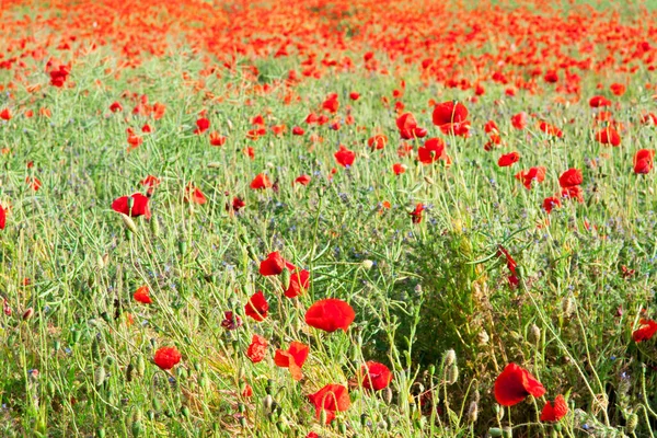 Fotografía Completa Campo Amapola — Foto de Stock