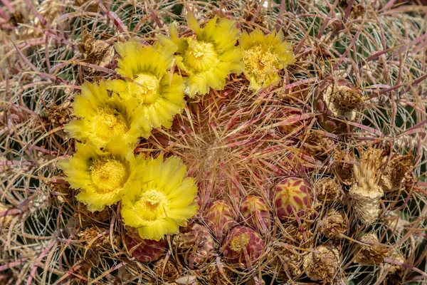 生长在亚利桑那州沙漠中的一桶仙人掌上的黄色花朵 — 图库照片