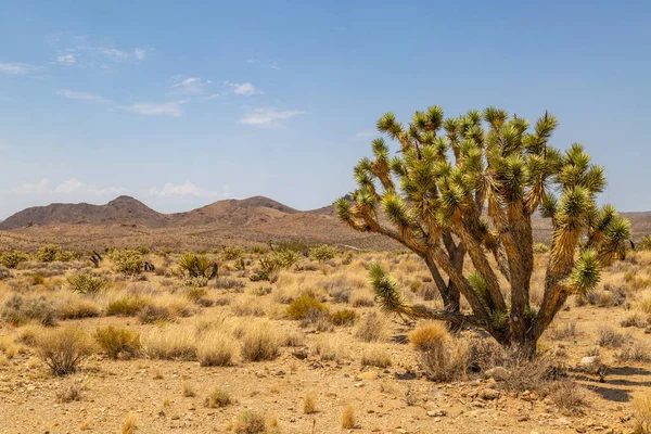 Joshua Drzewo Arizonie Pustyni Błękitnym Niebem Nad Głową — Zdjęcie stockowe