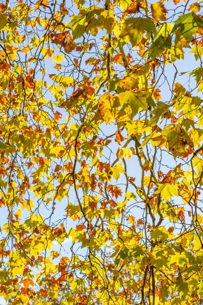Kijkend Door Een Gordijn Van Herfstbladeren Met Het Zonlicht Door — Stockfoto