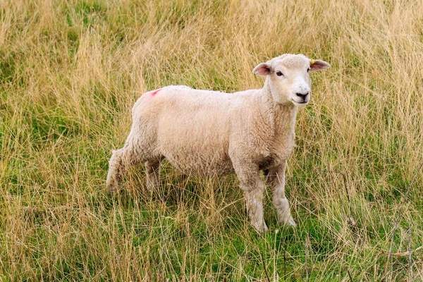 站在乡间的一只羊 — 图库照片