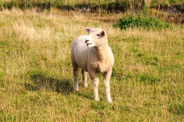 Mouton Debout Dans Campagne — Photo