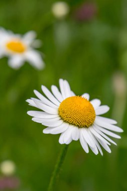 Güzel bir papatya çiçeğine yakın plan, sığ bir tarla derinliği var.