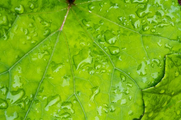 Acqua Una Foglia — Foto Stock