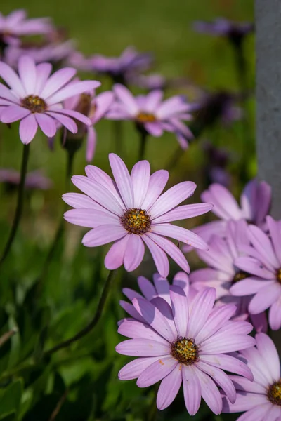 Фіолетові Остеоспермальні Квіти Неглибокою Глибиною Різкості — стокове фото