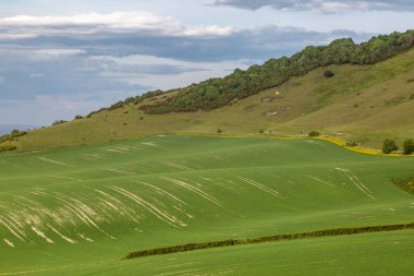 Güneşli bir bahar gününde, Sussex 'in güneyindeki bir tarlada yetişen ekinler.