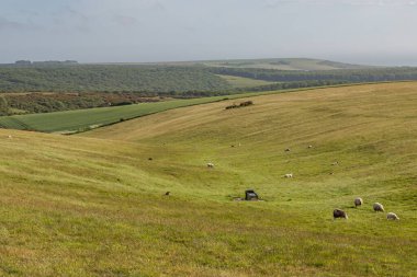 Sussex 'te Güney Downs Yolu boyunca açık arazide koyun otlatıyor.