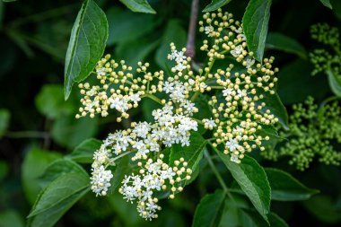 Sussex kırsalında yetişen güzel beyaz mürver çiçekleri