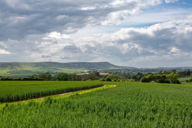 Uzakta Firle Beacon ile Sussex 'teki tahıl tarlalarına bakıyorum.