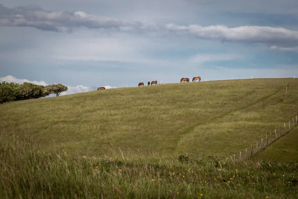 Horses Horizon Hill South Downs Sussex — Stock Photo, Image