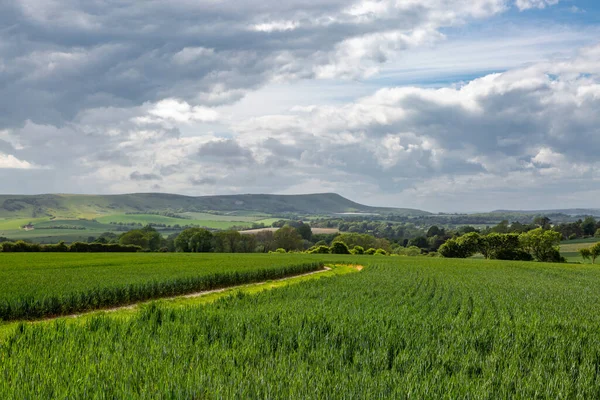 Looking Fields Cereal Crops Sussex Firle Beacon Distance — Stock Photo, Image