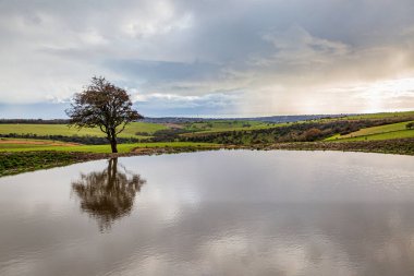 Sussex 'teki Ditchling Beacon' daki çiğ havuzunda bir ağaç ve onun yansıması.