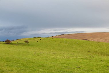 Sussex 'teki Ditchling Beacon tarlalarının manzarası