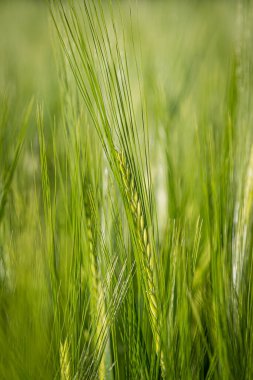 Baharda sığ bir tarla derinliği olan yeşil buğday başağının yakın çekimi.