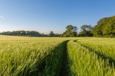 Güneşli bir bahar akşamında yeşil buğday tarlası