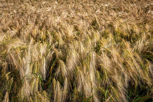 Ein Vollbild Foto Von Goldenen Getreidepflanzen Auf Einem Feld Sommer — Stockfoto