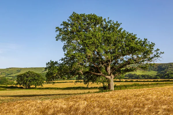 Дерево Сельской Местности Сассекса Солнечный Летний День — стоковое фото