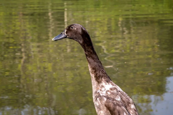 A Close Up of an  Indian Runner Duck with Water Behind