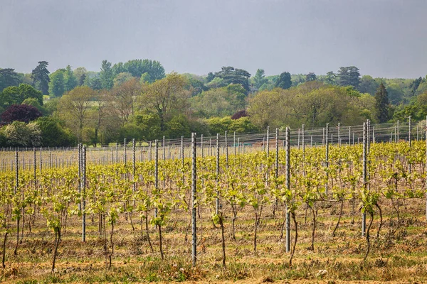 Vinhedo Sussex Dia Ensolarado Primavera Com Videiras Mostrando Novo Crescimento — Fotografia de Stock