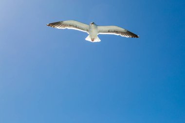 Uçan bir martıya bakıyorum, mavi gökyüzüne karşı, kanatları açık.