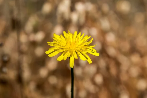 Dandelion Flower Shallow Depth Field — Stock Photo, Image