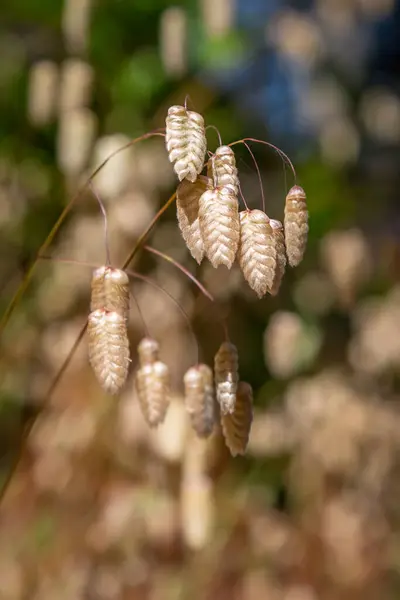 Uma Fotografia Perto Planta Briza Também Chamada Quaking Grass — Fotografia de Stock