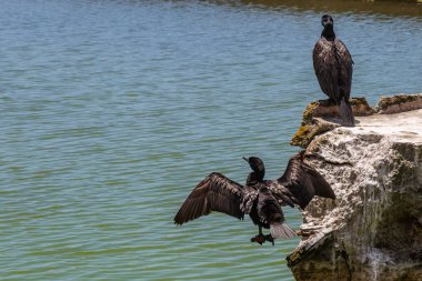 İki karabatak bir kayaya tünemiş, birinin kanatları açık.