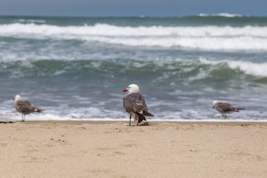 Ocean Beach, San Francisco sahilinde martılar