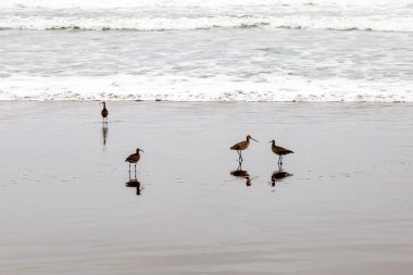 Deniz kıyısındaki kıvrım