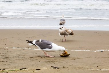 Yengeç yiyen bir martı.
