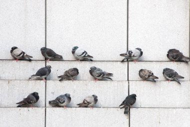 Güvercinler duvar boyunca tünemişti.