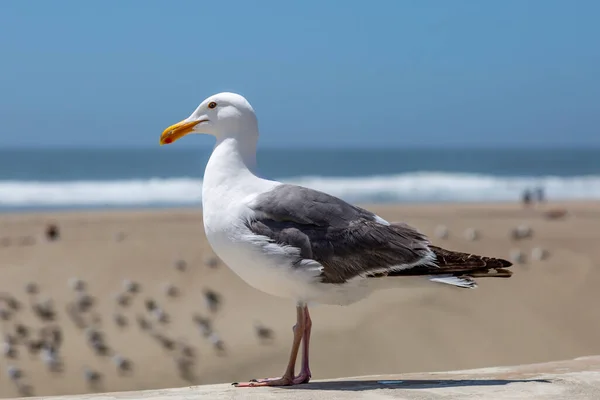 Uma Gaivota Uma Parede Ocean Beach São Francisco — Fotografia de Stock