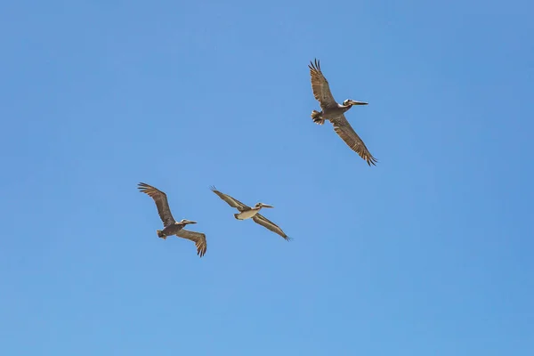 Tre Pelicans Volo Con Ali Spiegate Contro Cielo Blu Chiaro — Foto Stock