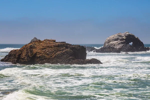 サンフランシスコ近くのカリフォルニア海岸沖太平洋の岩の上で休んでいる鳥 — ストック写真