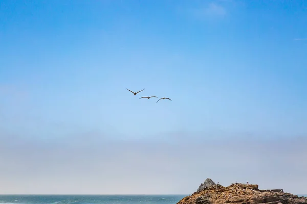 Pelicans Volo Sopra Seal Rock Largo Della Costa Californiana Vicino — Foto Stock
