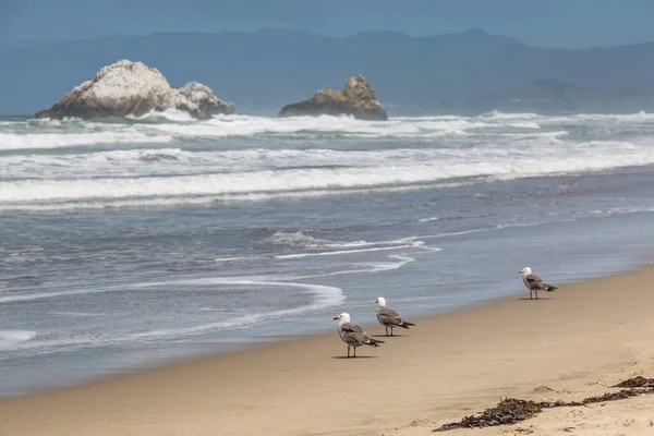 サンフランシスコのオーシャンビーチの砂浜に立つカモメ — ストック写真