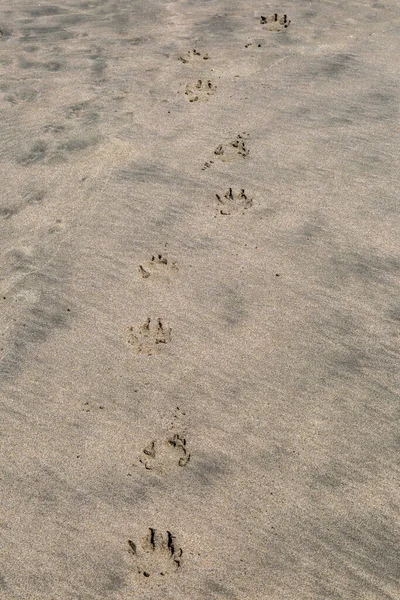 Uma Pata Cães Imprime Uma Praia Arenosa — Fotografia de Stock