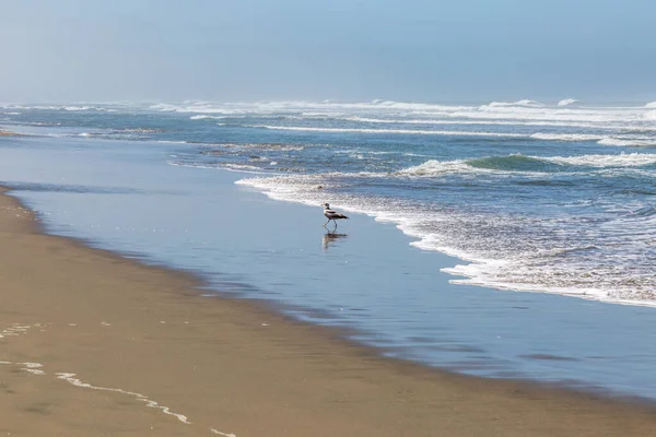 海岸線の鳥サンフランシスコのオーシャンビーチで — ストック写真